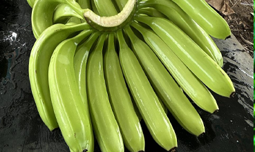 Fresh Banana Export
