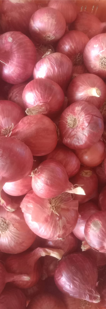 Onion Harvest