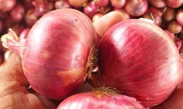Garva Onion Nashik Export