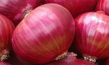 Red Onion Export Nashik